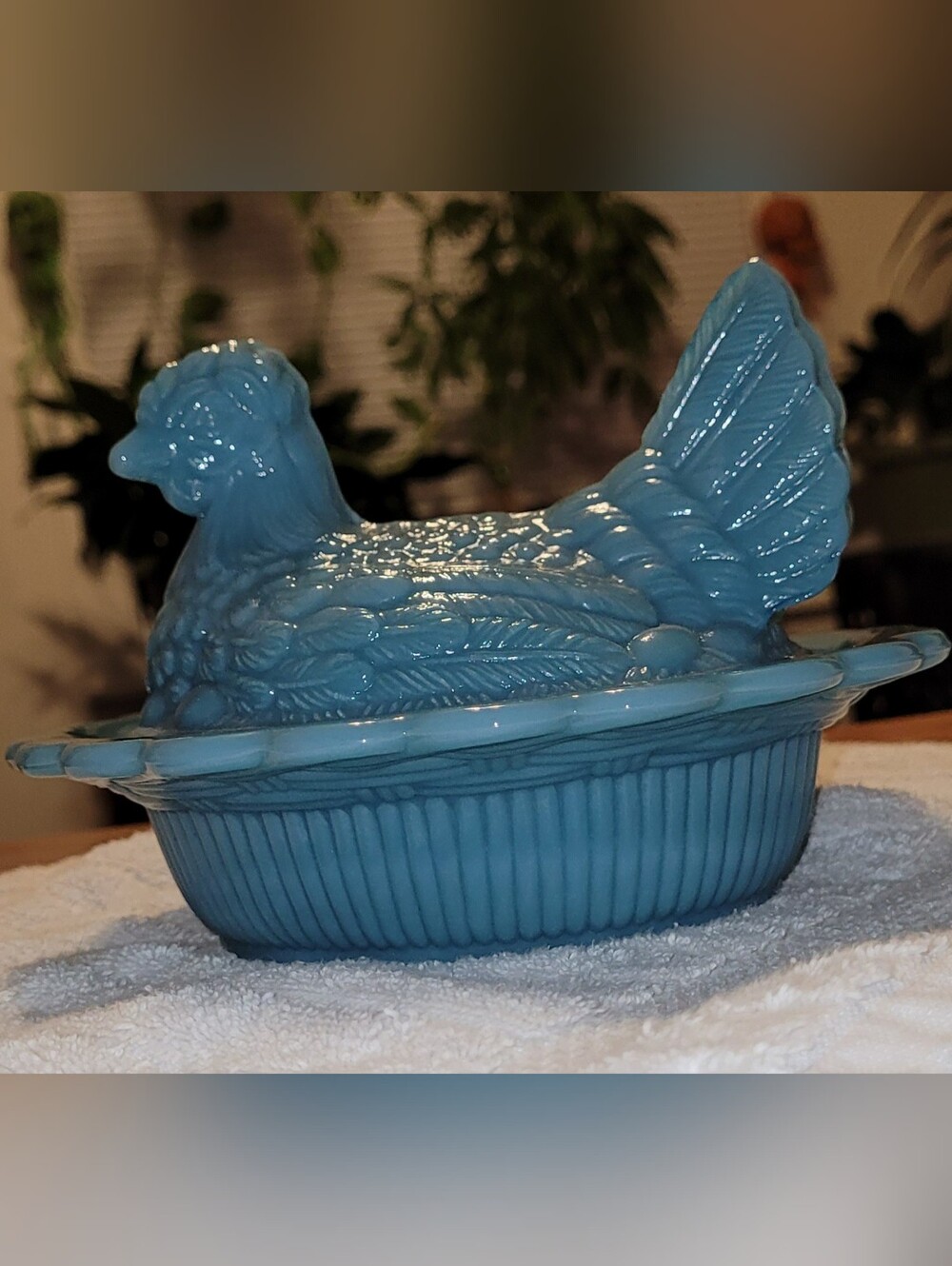 Mosser Georgia Blue Hen On Nest